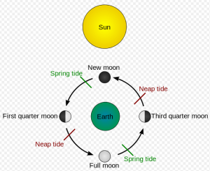 Public domain image: File:Tides schematic.JPG which was based on an image in "Leidraad voor het Stuurbrevet" by Richard Vooren, Paul Van den Keybus